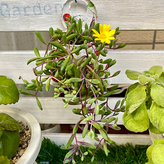 YuuKoさんの実例写真