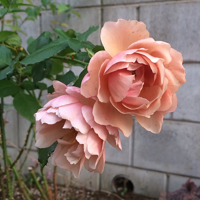 misaさんの実例写真