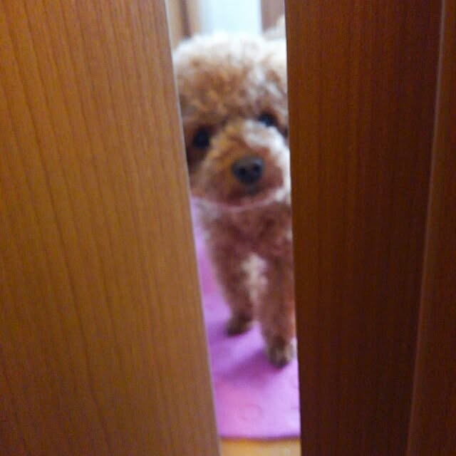 chipinoさんの実例写真