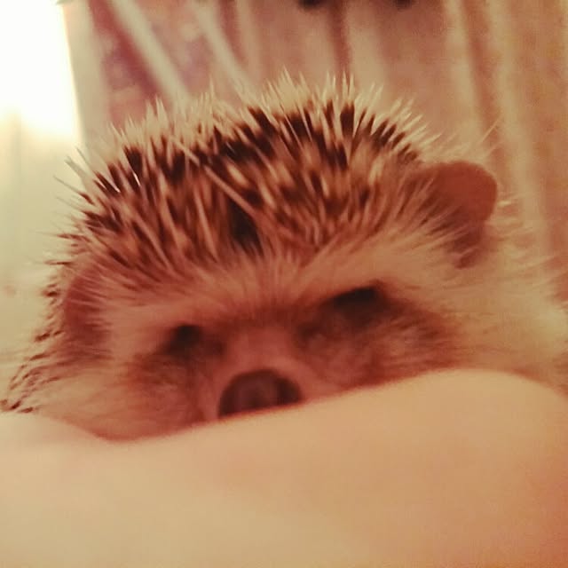 kuruさんの実例写真