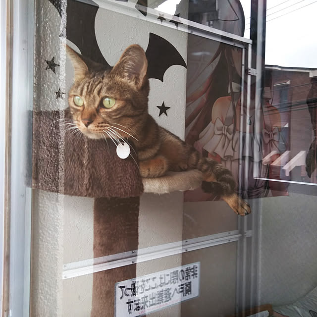 futukoのペティオ (Petio)-キャットタワー 猫タワー 据え置き型 ケージ ゲージ おしゃれ アドメイト Add.Mate 猫のおあそびポール お魚ファミリー ハイタイプ 室内の家具・インテリア写真