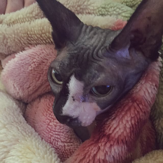 実例写真