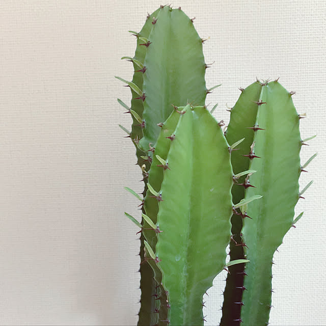 観葉植物/リビングのインテリア実例 - 2020-11-04 03:53:36