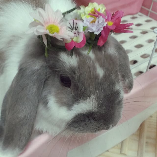 COROLさんの実例写真