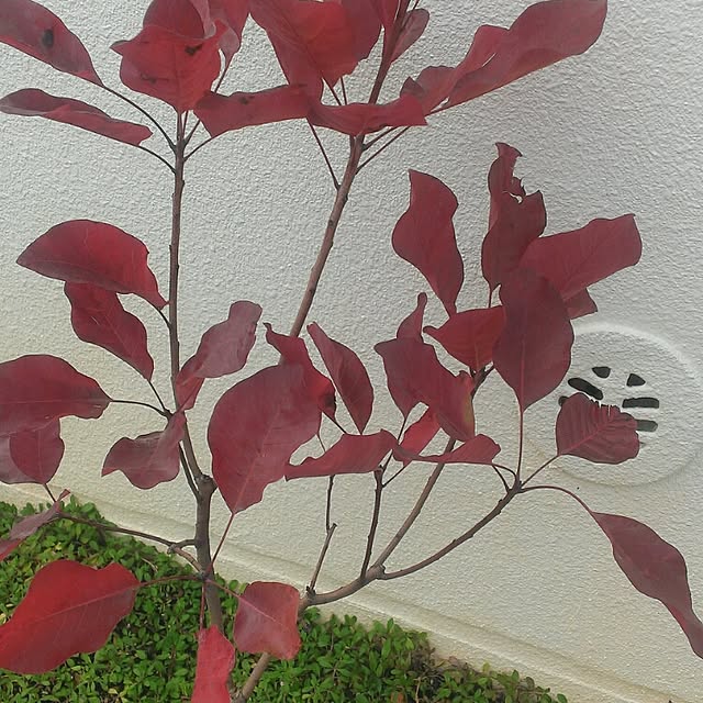 naoさんの実例写真