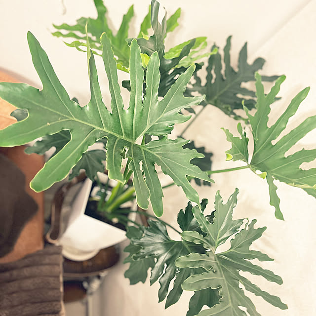 hirariさんの部屋