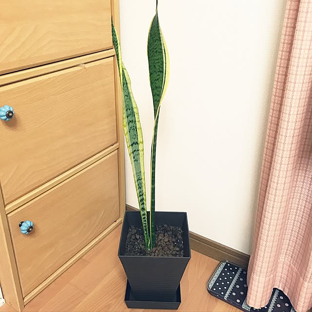 mogumogooさんの実例写真