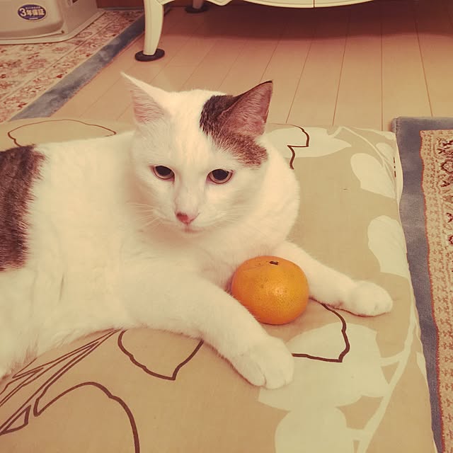 coedodecoさんの実例写真
