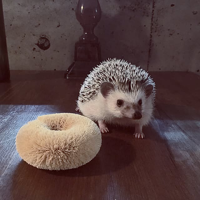 saokoさんの実例写真