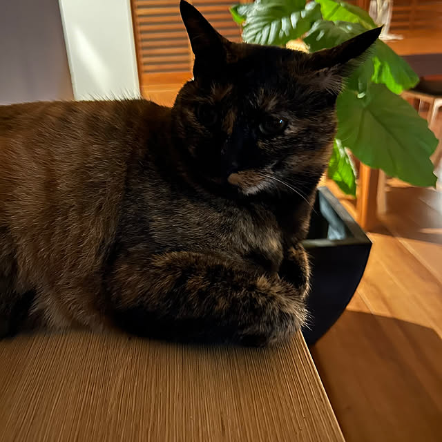 cocoさんの部屋