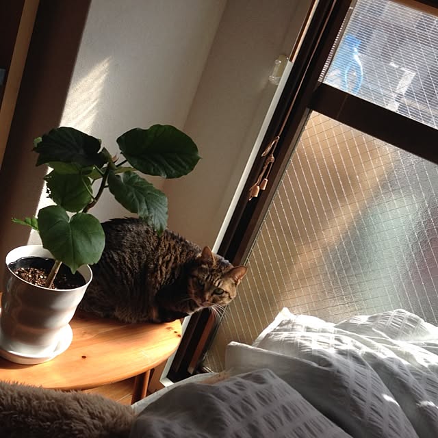 baaaaan331さんの実例写真