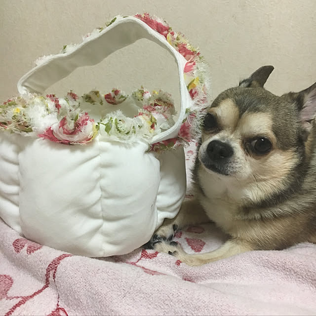 pidamuさんの実例写真
