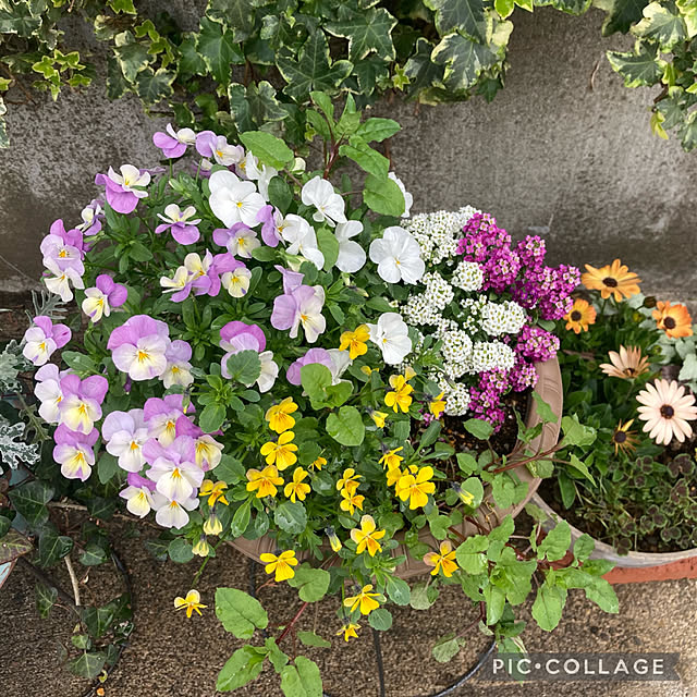CoCo0617さんの実例写真