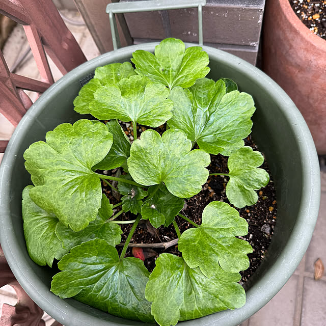 mamizaさんの部屋