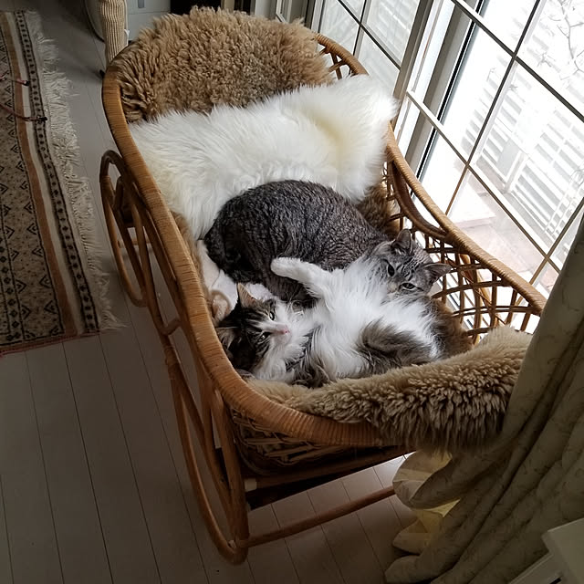 neoさんの実例写真