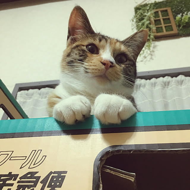 renewalnyaokoさんの実例写真