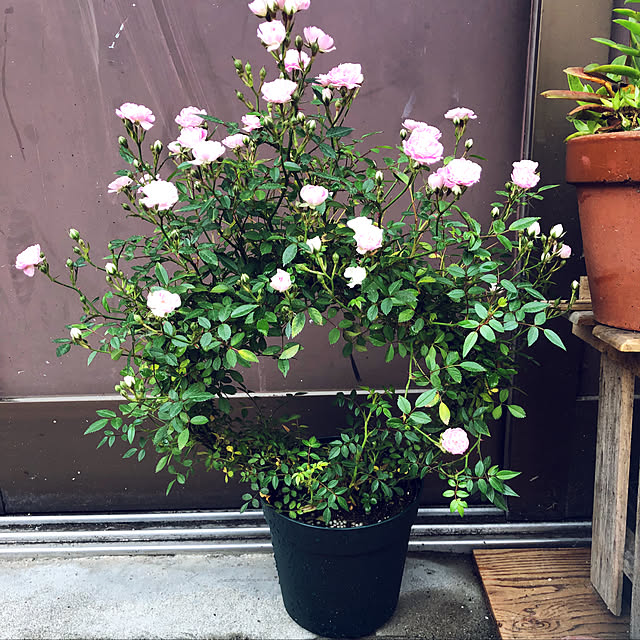 beautifulflowerさんの実例写真