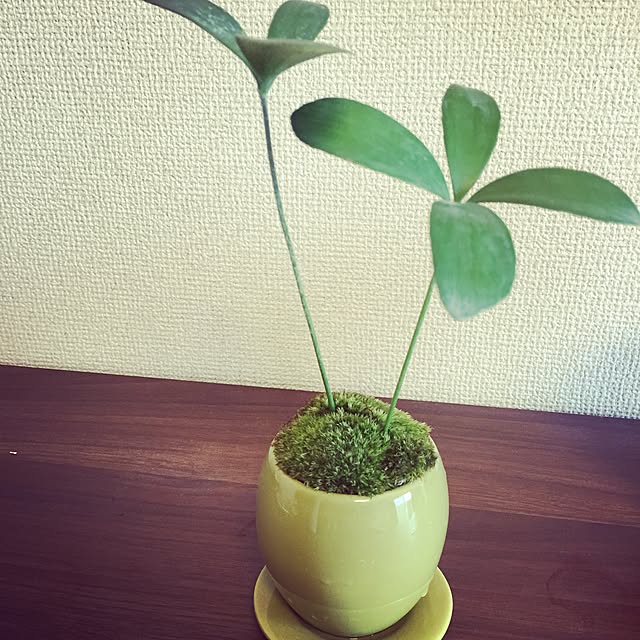 Hitomiさんの実例写真