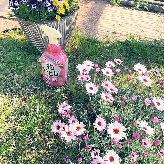 cyaroさんの実例写真