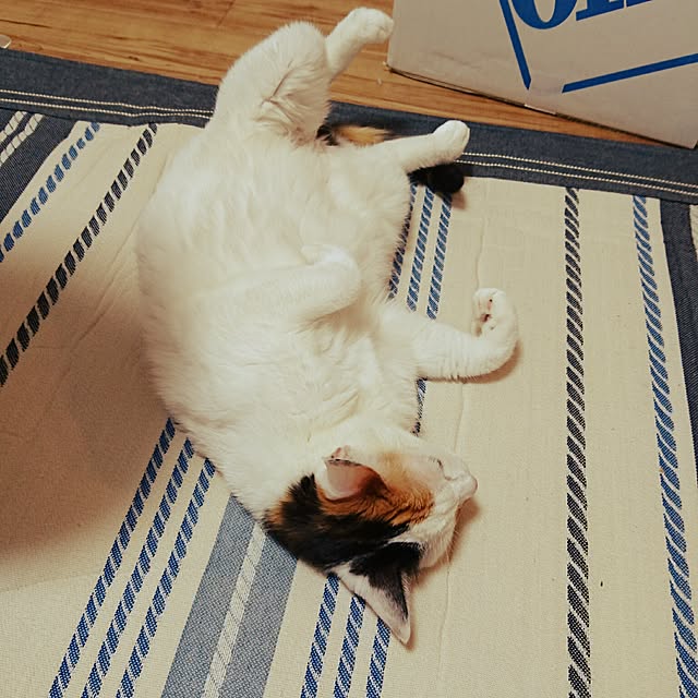 mosoさんの実例写真