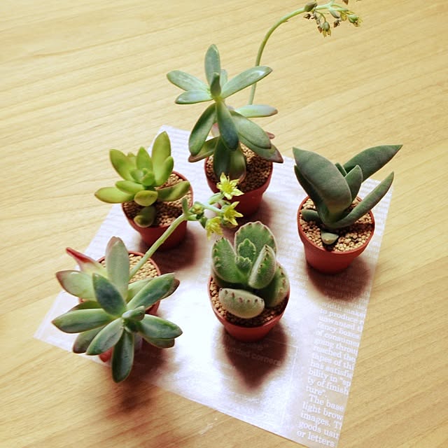 kinakoさんの実例写真