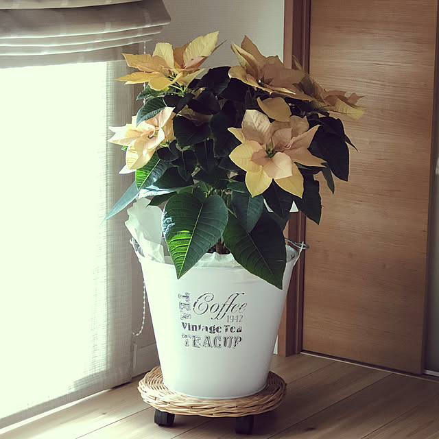 Chigusaさんの実例写真