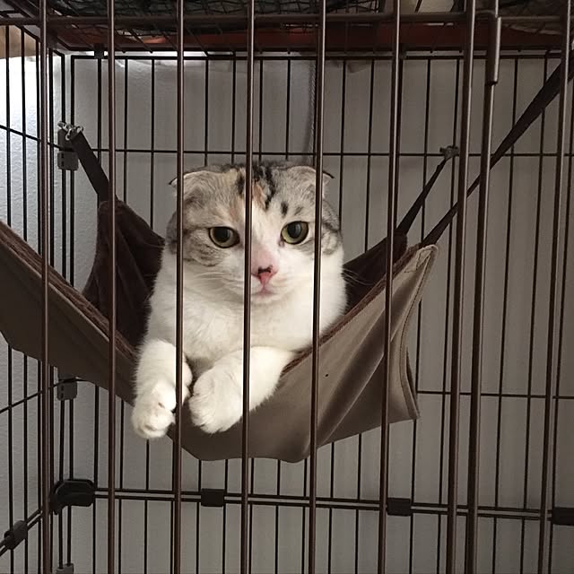 yokkochanさんの実例写真