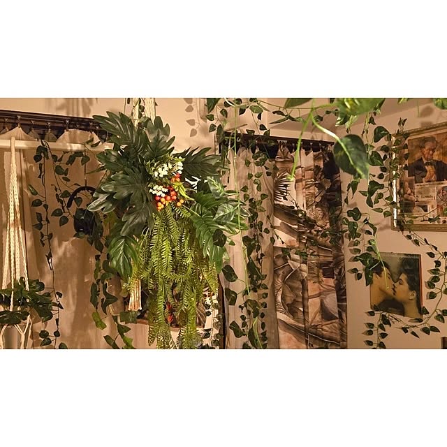 趣味時間/観葉植物/ダイソー/観葉植物のある暮らし/リビングインテリア...などのインテリア実例 - 2024-11-14 20:47:02