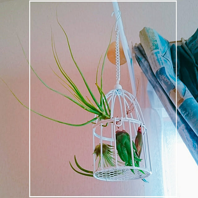 sumomoさんの実例写真