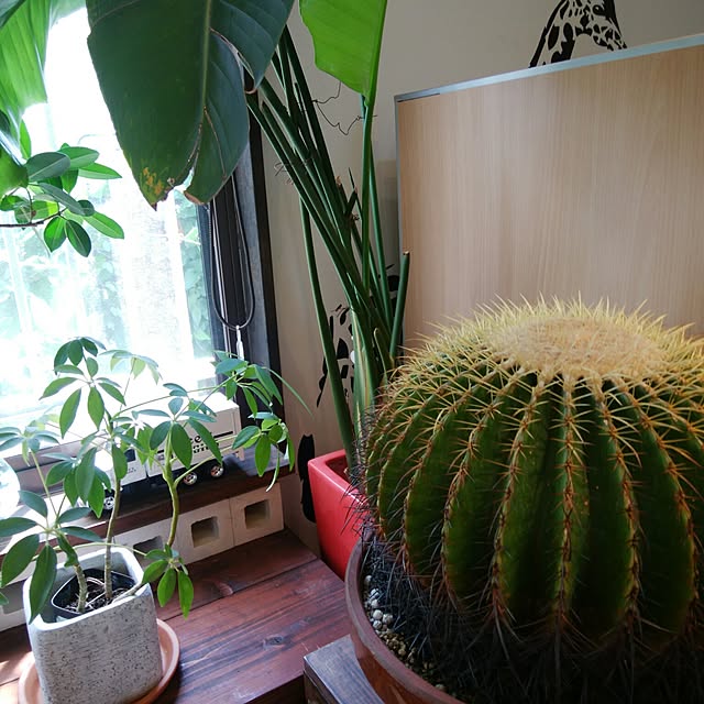 実例写真