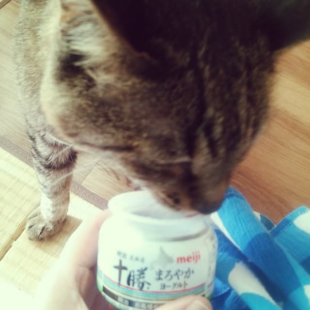 kittenblueさんの実例写真