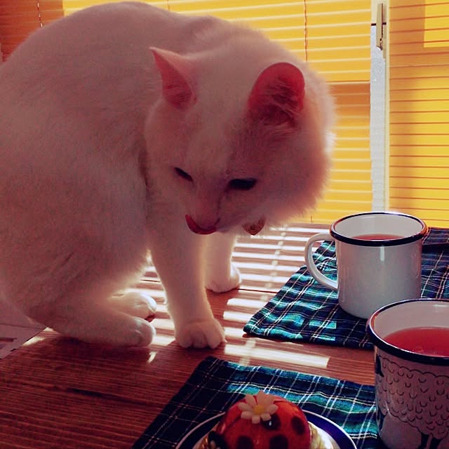 miSaさんの実例写真