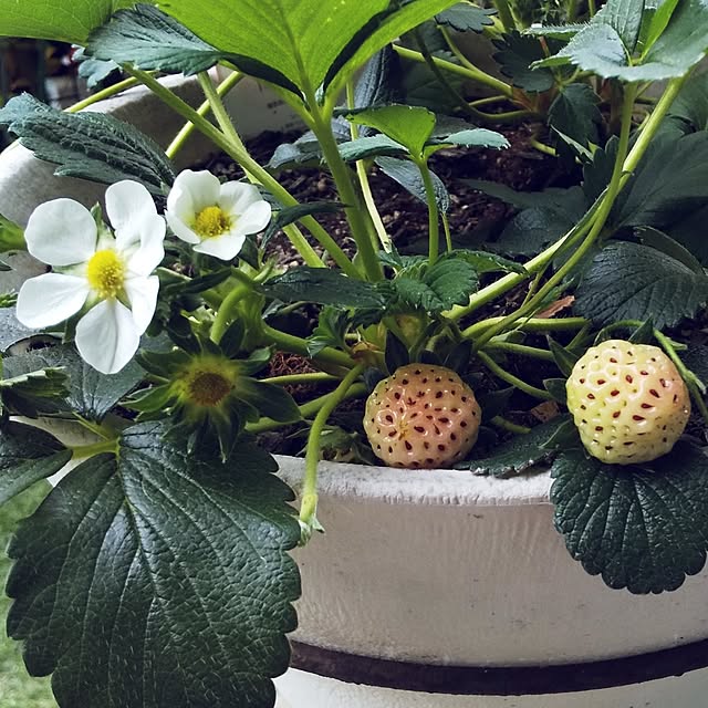 merukunさんの実例写真