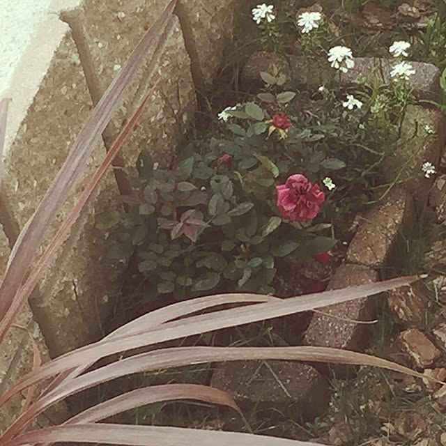 Camelliaさんの実例写真