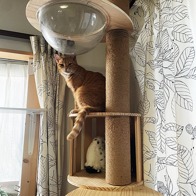 okogeさんの実例写真