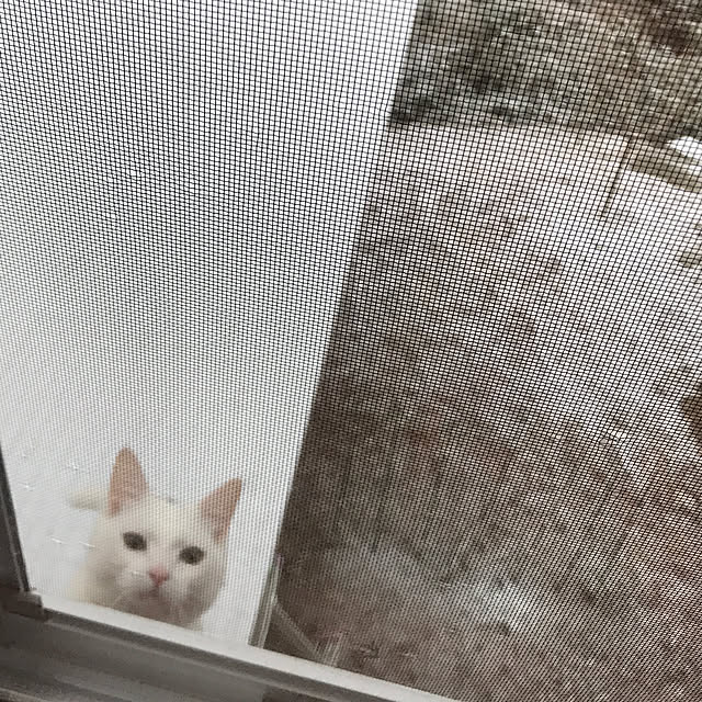 sakurasakuさんの実例写真