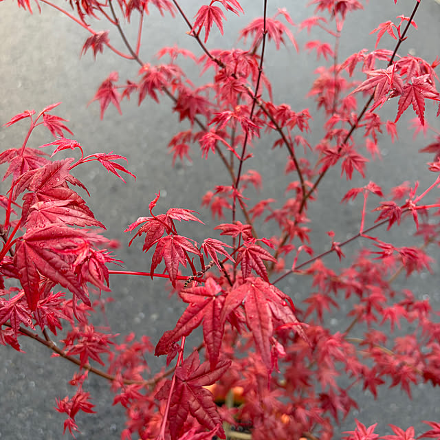 poi.cueさんの実例写真