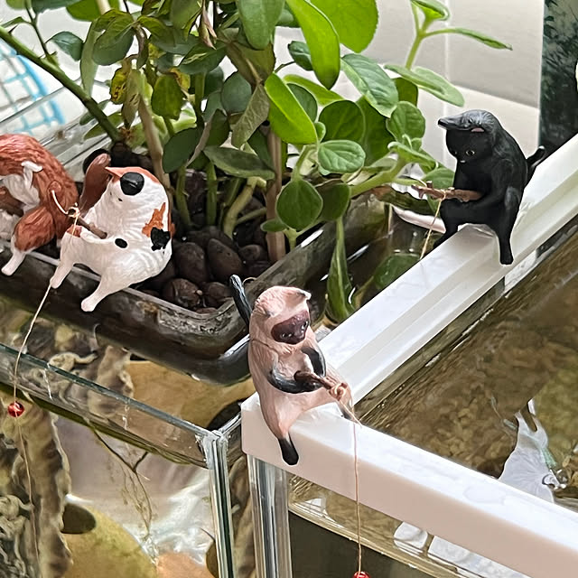 kurumeruさんの部屋