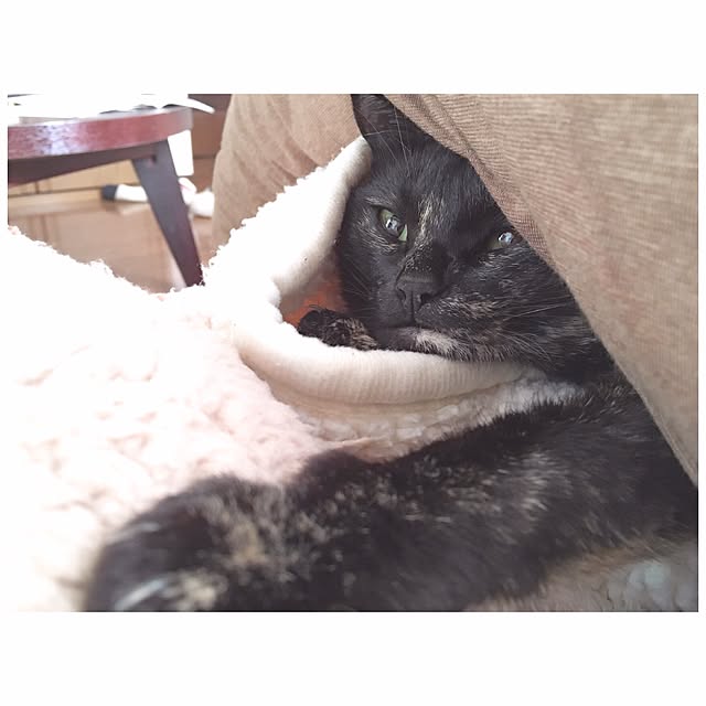 Ryoさんの実例写真