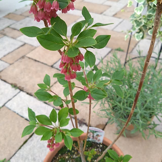 odecomaikoさんの部屋