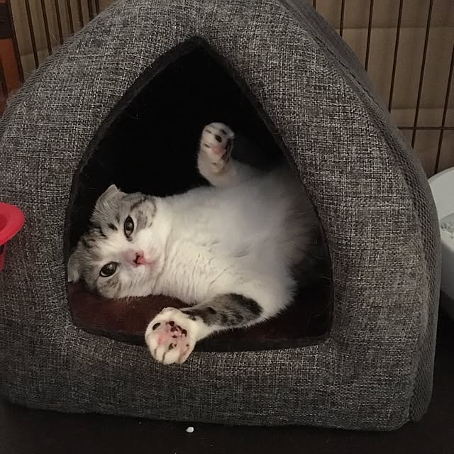yokkochanさんの実例写真