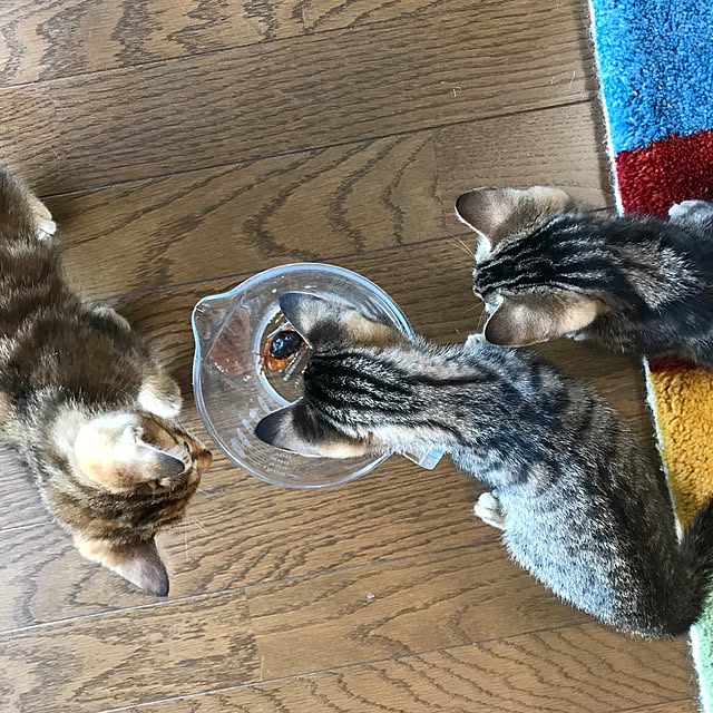pepeさんの実例写真