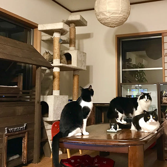 butachanさんの実例写真