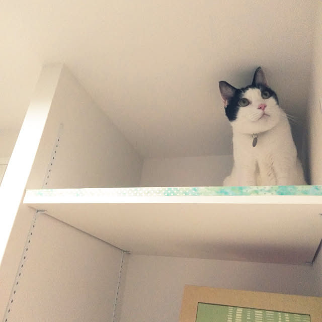futukoさんの実例写真