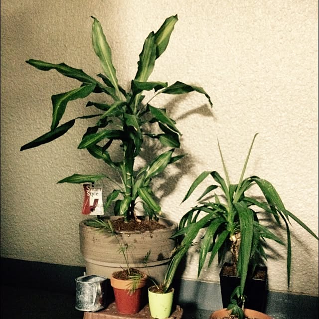 zu_chanさんの実例写真