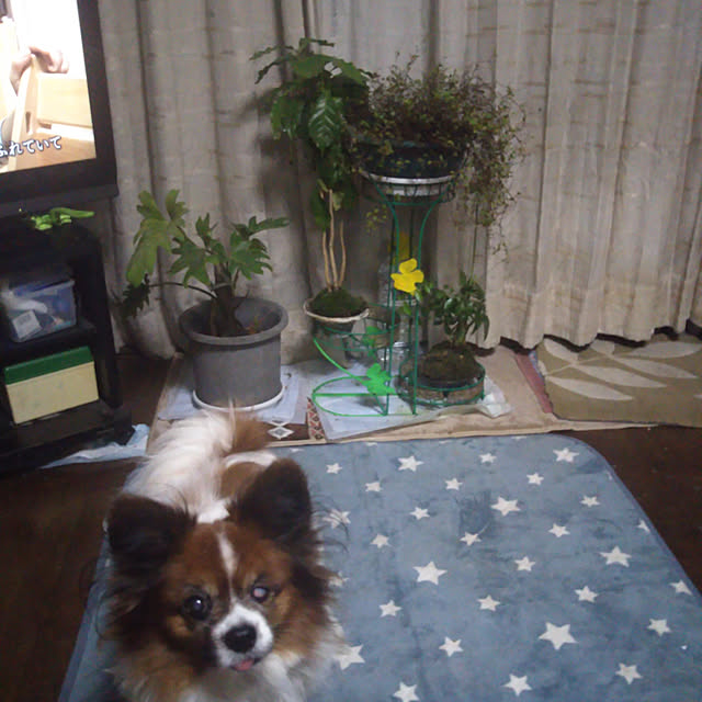 bf3vtfccdsq9mpndraydさんの実例写真