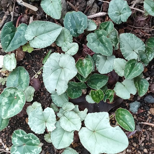 hana-さんの実例写真