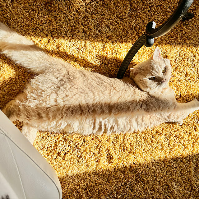 naokoさんの実例写真