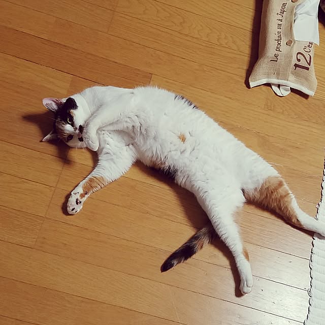Kinanさんの実例写真