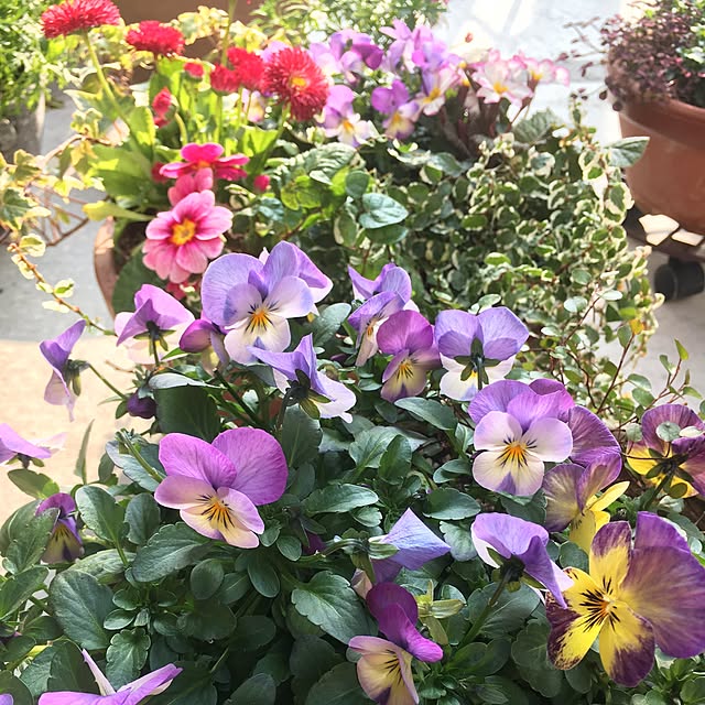 cocco0505さんの実例写真